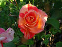Michelangelo rose photo