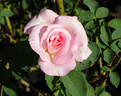 Michèle Meilland rose photo