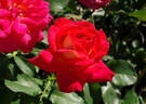 Midsummer rose photo