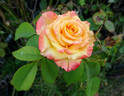 Milva rose photo