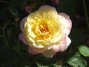 Mitsouko ® rose photo