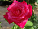 Mon Cheri ™ rose photo