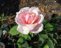 Mrs. Lovell Swisher rose photo