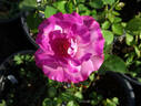 Muriel Robin ® rose photo