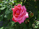 My Choice rose photo