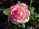 My Lady Barbara rose photo