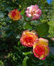 True Sincerity rose photo