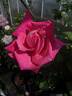 Gavotte rose photo