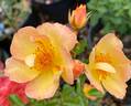 Oso Easy Paprika rose photo