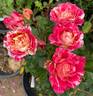 Winning Streak ™ rose photo