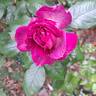 Thierry Marx rose photo