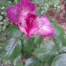 Thierry Marx rose photo