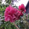 Karlsruhe rose photo