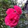 Karlsruhe rose photo