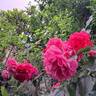 Karlsruhe rose photo