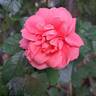 Favorite rose photo