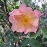 Fighting Temeraire rose photo