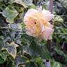 Papi Delbard rose photo