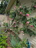 Zaide rose photo
