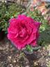 True Gratitude rose photo