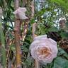 Martine Guillot ® rose photo