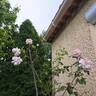 A Whiter Shade of Pale rose photo