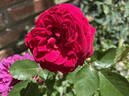Clara Thomson rose photo