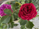 Clara Thomson rose photo
