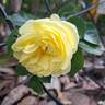 Solero rose photo
