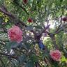 Colette rose photo