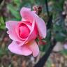 Aloha rose photo