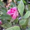 Bienvenue rose photo