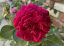 Clara Thomson rose photo