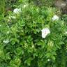 Blanc Double de Coubert rose photo