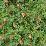 Rainbow Happy Trails™ rose photo