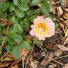 Rainbow Happy Trails™ rose photo