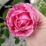 Madame Driout rose photo