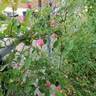 Madame Driout rose photo