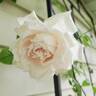 Madame Alfred Carrière rose photo