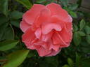 Favorite rose photo