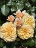 Morning Glow rose photo