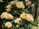 Morning Glow rose photo
