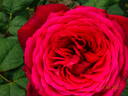 Johann Wolfgang von Goethe Rose rose photo