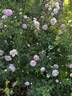 R. spinosissima andrewsii rose photo