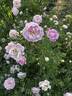 R. spinosissima andrewsii rose photo