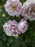 R. spinosissima andrewsii rose photo