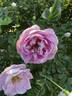 R. spinosissima andrewsii rose photo