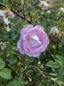 R. spinosissima andrewsii rose photo