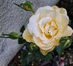 Eureka ® rose photo