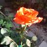 France Libre ® rose photo